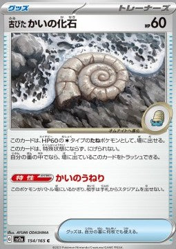 Antique Helix Fossil